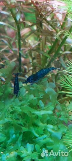 Креветки жёлтый неон, блю дрим