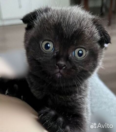 Шотландская вислоухая