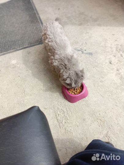 Найдена кошка