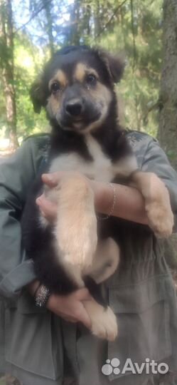 Щенок в добрые руки