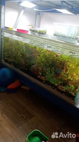 Больше 100 видов аквариумных растений