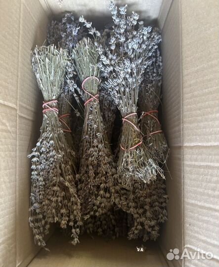 Лаванда сухоцвет
