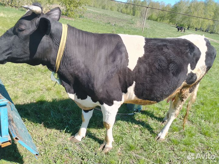 Продам Корову