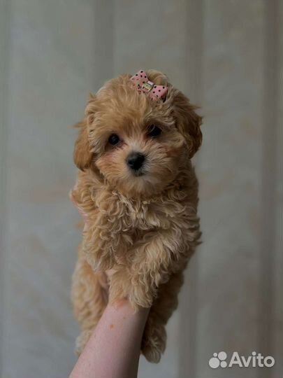 Щенки Мальтипу f1