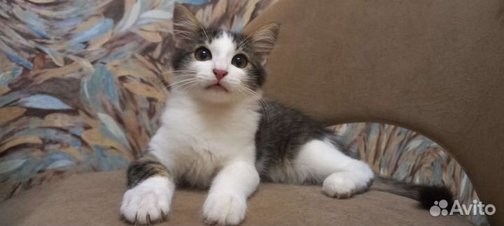 Кошечка в добрые руки