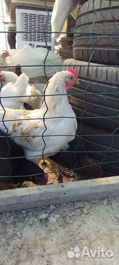 Молодые петухи из голубого яйца