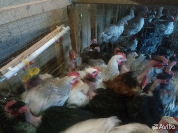 Подрощенные цыплята,цесарки.молодки куры