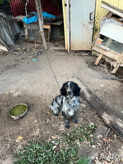 Охотничий спаниель