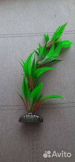 Аквариумные растения