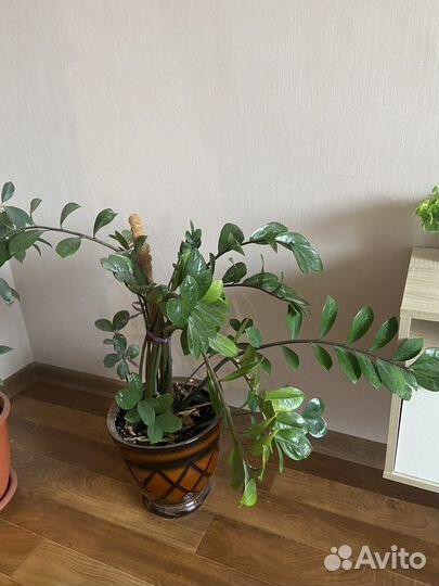 Замиокулькас растение напольное