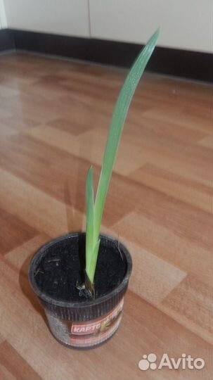 Ирисы бородатые