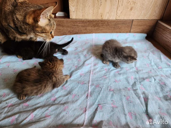 Котята в добрые руки