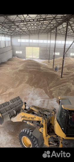 Зерно пшеница