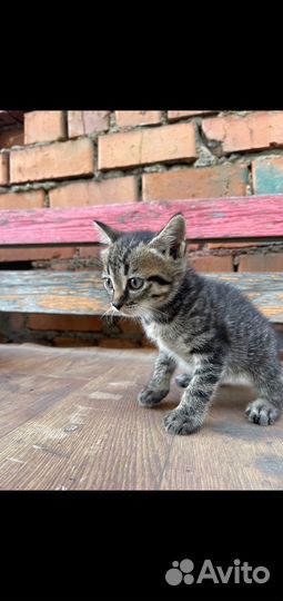 Котики бесплатно в добрые руки