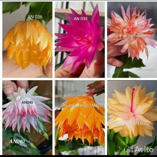 Шлюмбергеры махровые