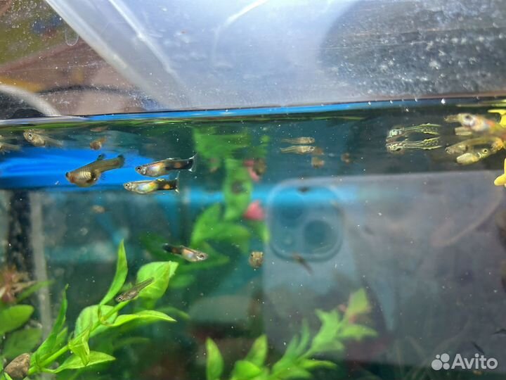 Рыбки гуппи