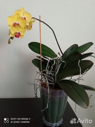 Орхидея фаленопсис