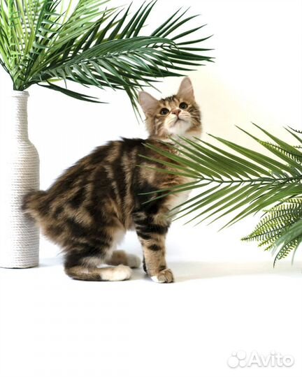 Котята курильский бобтейл