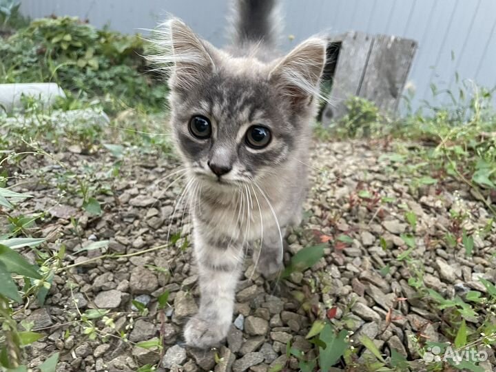 Милый котенок 3,5мес