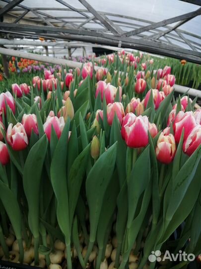 Тюльпаны к 8 марта оптом