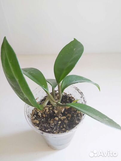 Хойя карноза