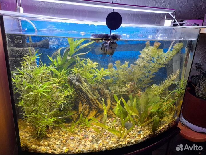 Аквариум 50 литров с тумбой