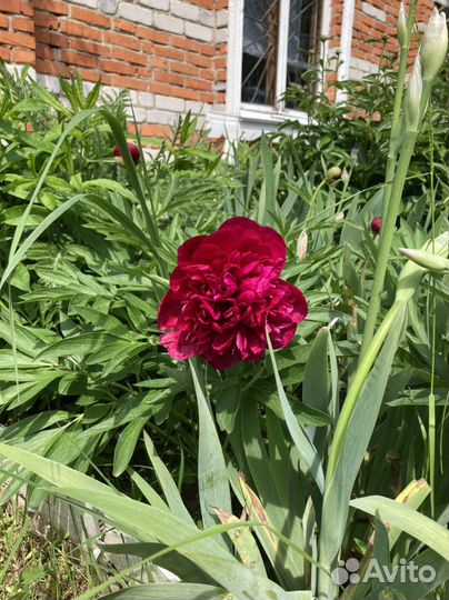 Пион бордовый