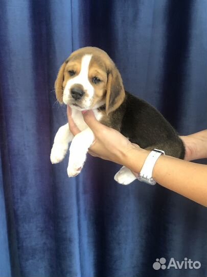 Щенки Бигль