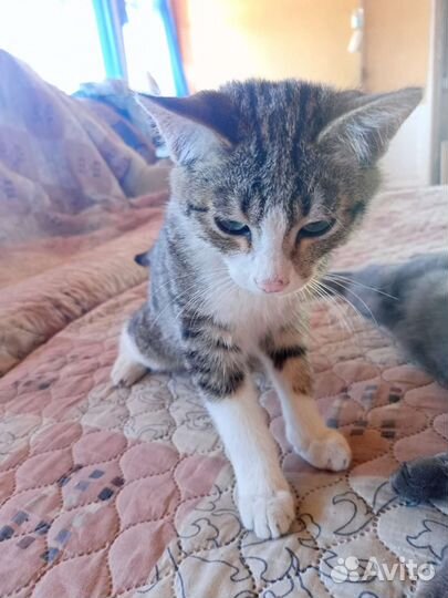 Кот в дар бесплатно