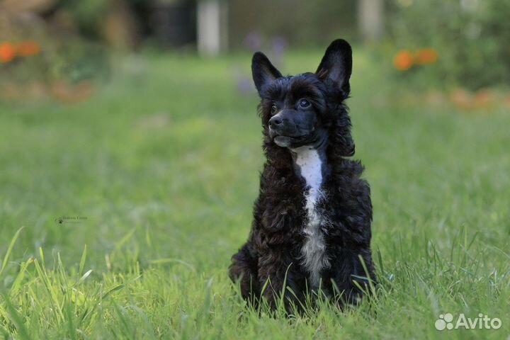 Черный мишка