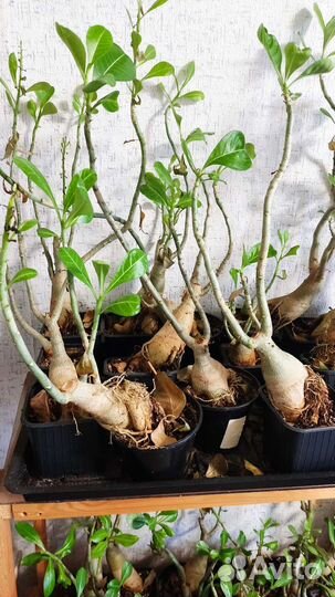 Цветы домашние в горшках