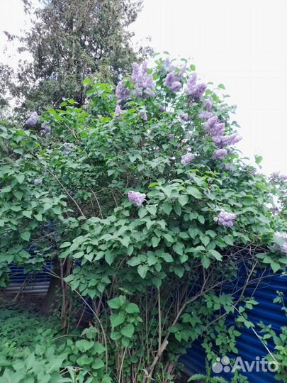 Саженцы Сирени