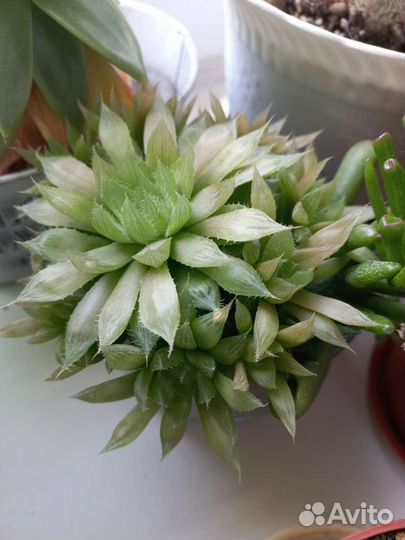 Кактусы и суккуленты