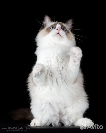 Utrecht, seal bicolor ragdoll