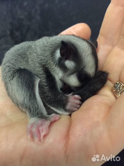 Белка летяга