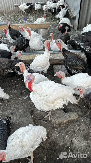 Гусь, утка, индюк