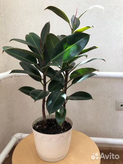 Фикус Эластика Тинеке Мелани