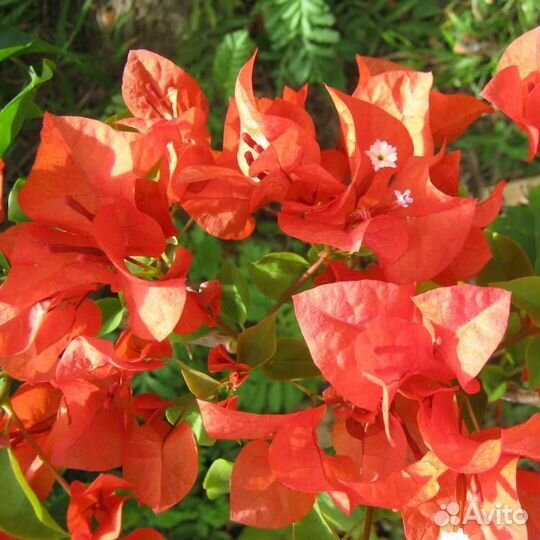 Бугенвиллия сортовая продолжение № 2