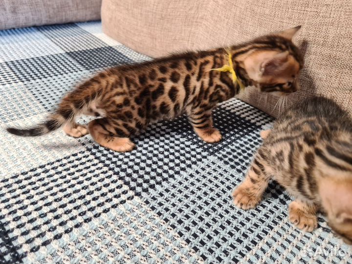 Бенгальские котята