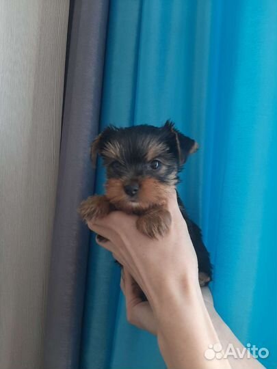 Йоркширский терьер