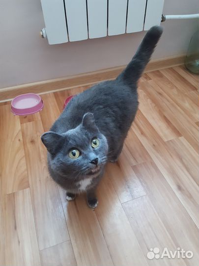 Кошка в добрые руки