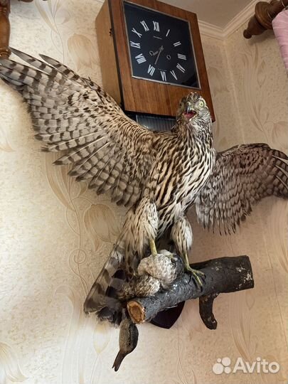 Чучело совы Чучело птиц