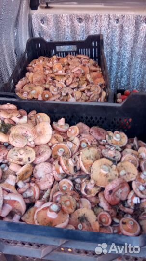 Грибы рыжики свежи