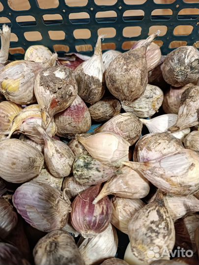 Чеснок для посадки