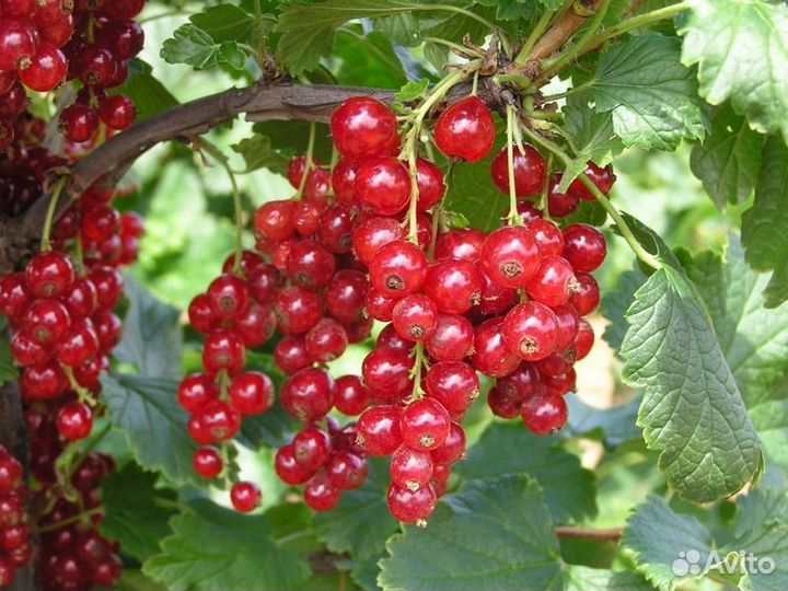 Смородина чёрная и красная. Саженцы с зкс