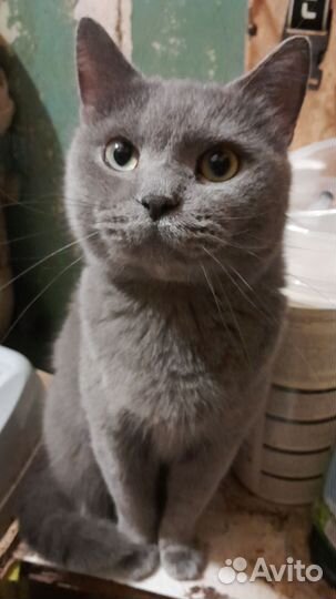 Кошка