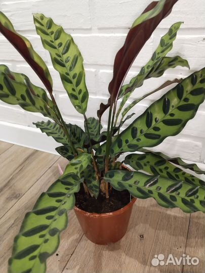 Калатея лансифолия комнатные растения цветы