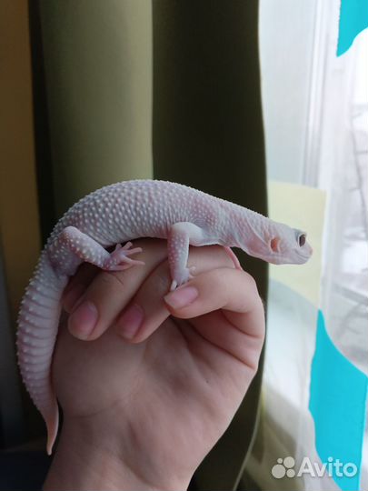 Геккон эублефар