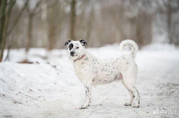 Собака из приюта