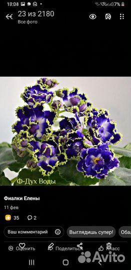 Сортовые фиалки